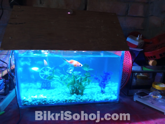 মাছের একুরিয়াম